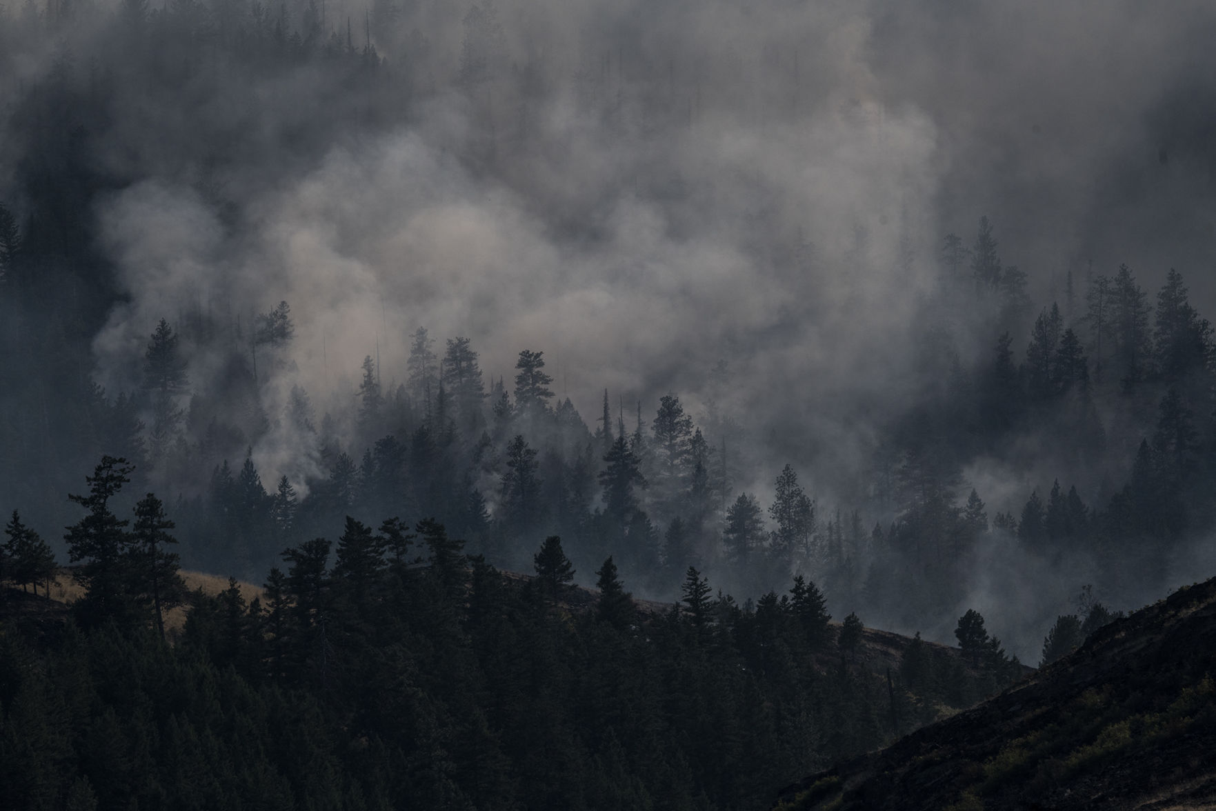 Smoke in the trees
